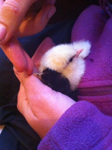 20 November 2010 à 20h12 - Poussins nouveaux nés.<br />Super! L'un des deux a fait pipi sur la veste d'Estelle! C'est bon signe nous dit Max.